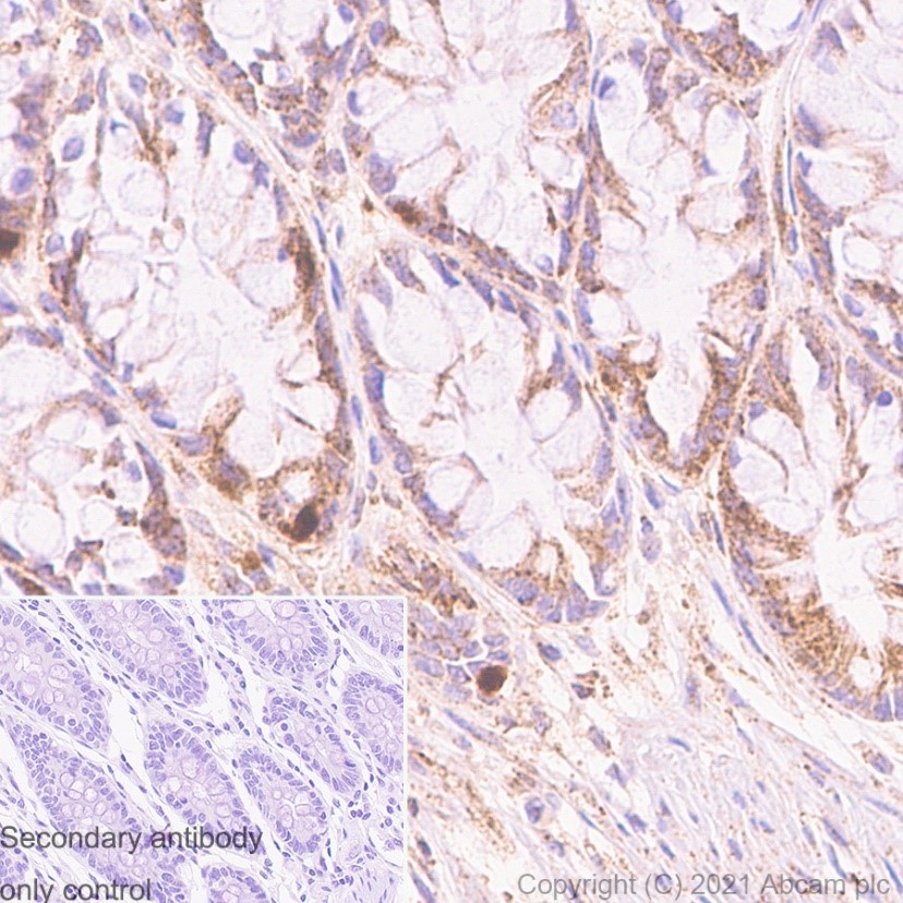 Immunohistochemistry (PFA perfusion fixed frozen sections) - Anti-IMPDH2 antibody [EPR8365(B)] - BSA and Azide free (AB248323), expandable thumbnail