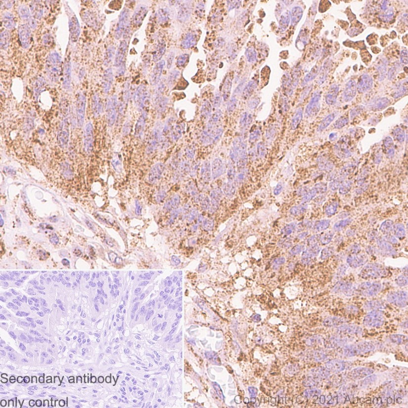 Immunohistochemistry (PFA perfusion fixed frozen sections) - Anti-IMPDH2 antibody [EPR8365(B)] - BSA and Azide free (AB248323), expandable thumbnail