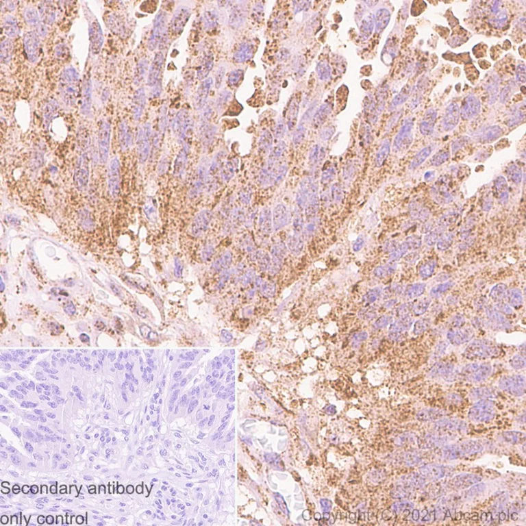Immunohistochemistry (PFA perfusion fixed frozen sections) - Anti-IMPDH2 antibody [EPR8365(B)] - BSA and Azide free (AB248323)