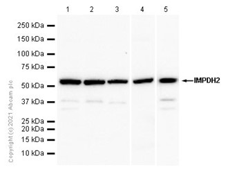 Western blot - Anti-IMPDH2 antibody [EPR8365(B)] - BSA and Azide free (ab248323), expandable thumbnail