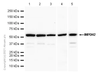 Western blot - Anti-IMPDH2 antibody [EPR8365(B)] - BSA and Azide free (AB248323)
