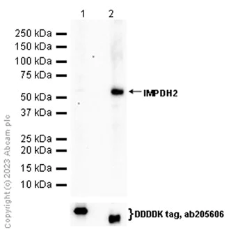 Western blot - Anti-IMPDH2 antibody [EPR8365(B)] - BSA and Azide free (AB248323)