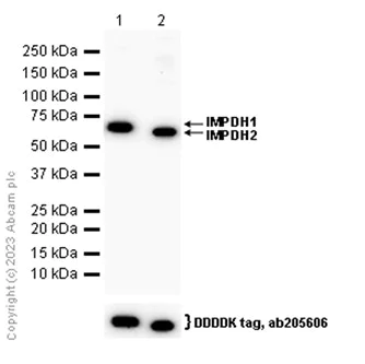Western blot - Anti-IMPDH2 + IMPDH1 antibody [EPR9678(B)] (AB137120)