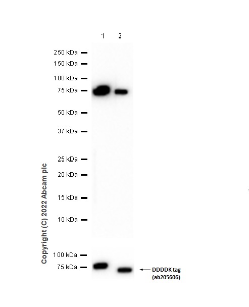 Western blot - Anti-IMPDH2 + IMPDH1 antibody [EPR9679(B)] (AB137112)