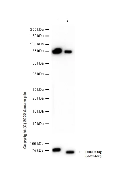 Western blot - Anti-IMPDH2 + IMPDH1 antibody [EPR9679(B)] (AB137112)