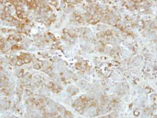 Immunohistochemistry (Formalin/PFA-fixed paraffin-embedded sections) - Anti-Importin 13 antibody (AB101374)