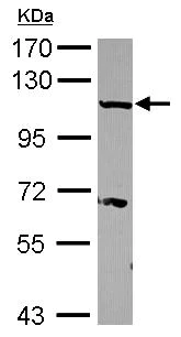 Western blot - Anti-Importin 13 antibody (AB101374)