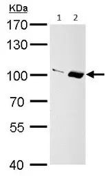 Western blot - Anti-Importin 13 antibody (AB95993)