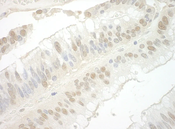 Immunohistochemistry (Formalin/PFA-fixed paraffin-embedded sections) - Anti-Importin 7 antibody (AB99273)