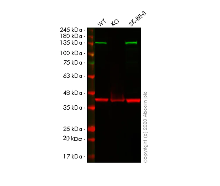 Western blot - Anti-Importin 9/RANBP9 antibody [EP1353Y] - BSA and Azide free (AB247321)