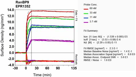 OI-RD Scanning - Anti-Importin 9/RANBP9 antibody [EPR1352] (AB124710), expandable thumbnail