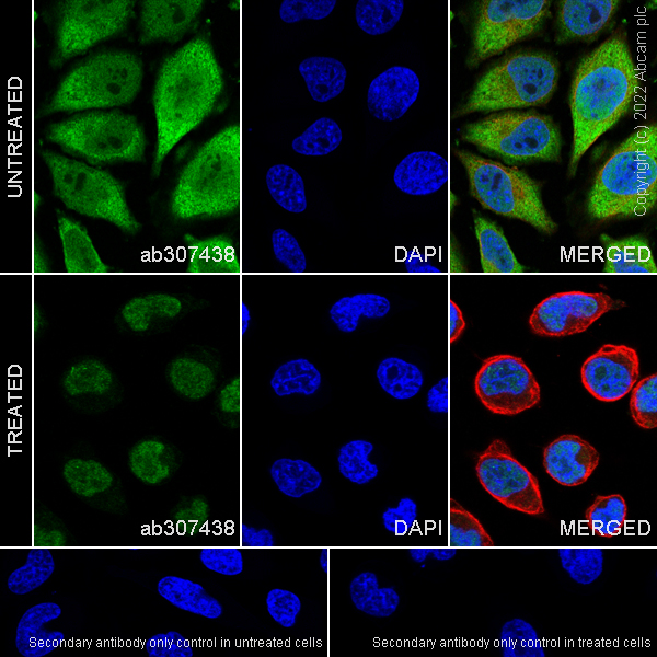 Immunocytochemistry/ Immunofluorescence - Anti-Importin subunit alpha antibody [EPR26346-53] (AB307438)