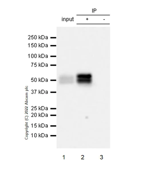 Immunoprecipitation - Anti-Importin subunit alpha antibody [EPR26346-53] (AB307438)