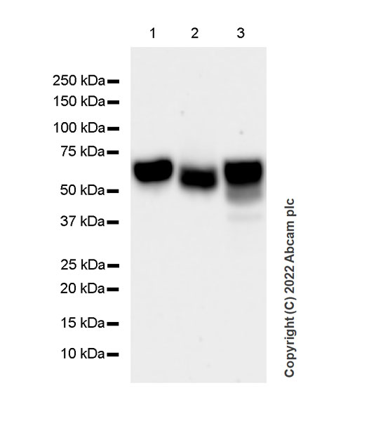 おまとめ【fl706】【aph106】 LAMP1 (D2D11) XP® Rabbit mAb (Alexa Fluor® 647 Conjugate