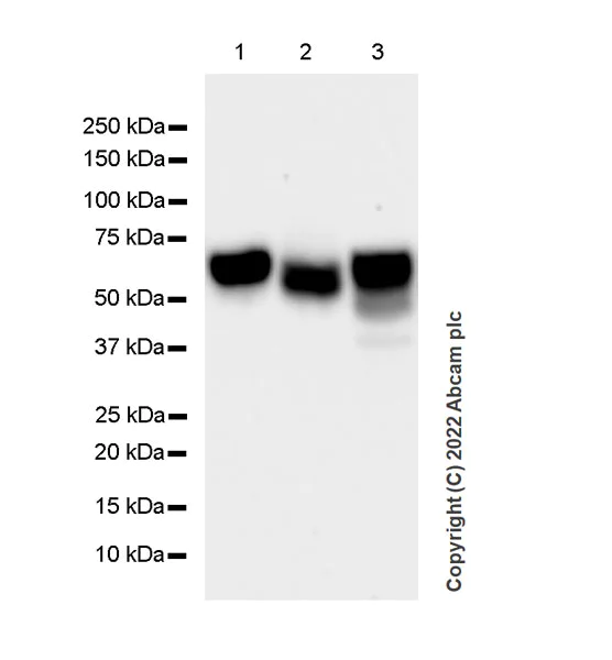 Western blot - Anti-Importin subunit alpha antibody [EPR26346-53] (AB307438)