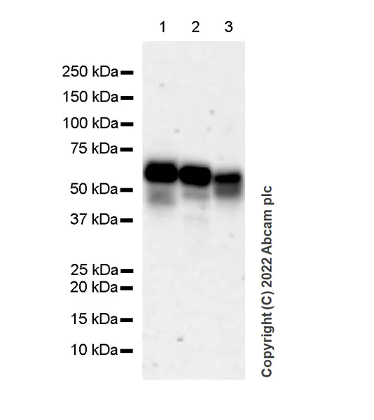 Western blot - Anti-Importin subunit alpha antibody [EPR26346-53] (AB307438)