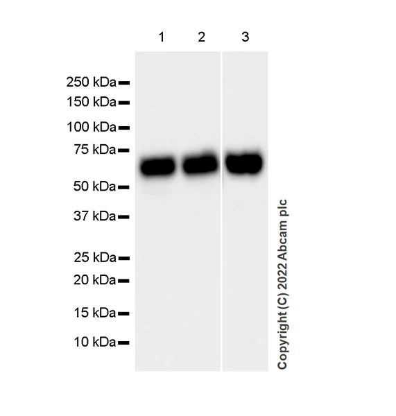 Western blot - Anti-Importin subunit alpha antibody [EPR26346-53] (AB307438)