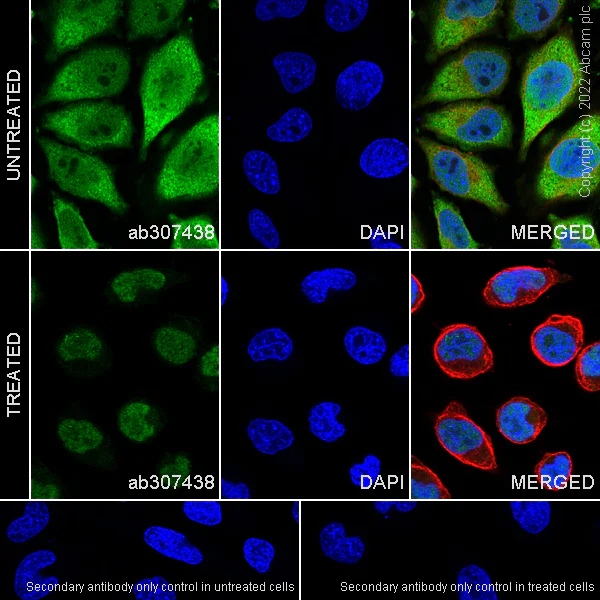 Immunocytochemistry/ Immunofluorescence - Anti-Importin subunit alpha antibody [EPR26346-53] - BSA and Azide free (AB307439)