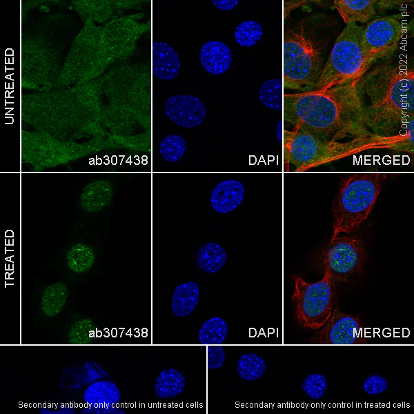 Immunocytochemistry/ Immunofluorescence - Anti-Importin subunit alpha antibody [EPR26346-53] - BSA and Azide free (AB307439)