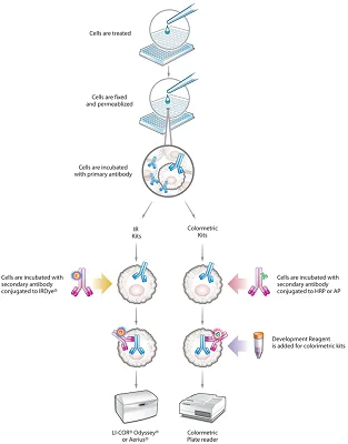 In-Cell ELISA - In-Cell ELISA (ICE) Support Pack w/o plates (AB111541)