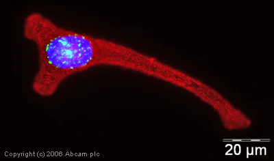 Immunocytochemistry/ Immunofluorescence - Anti-INCENP antibody [58-217] (AB23956)