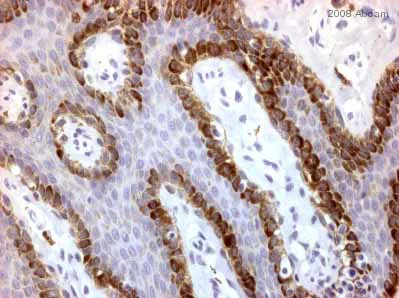 Immunohistochemistry (Formalin/PFA-fixed paraffin-embedded sections) - Anti-INCENP antibody [58-217] (AB23956)