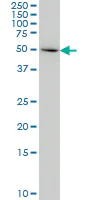 Western blot - Anti-Indoleamine 2, 3-dioxygenase antibody [4D2] (AB55305)