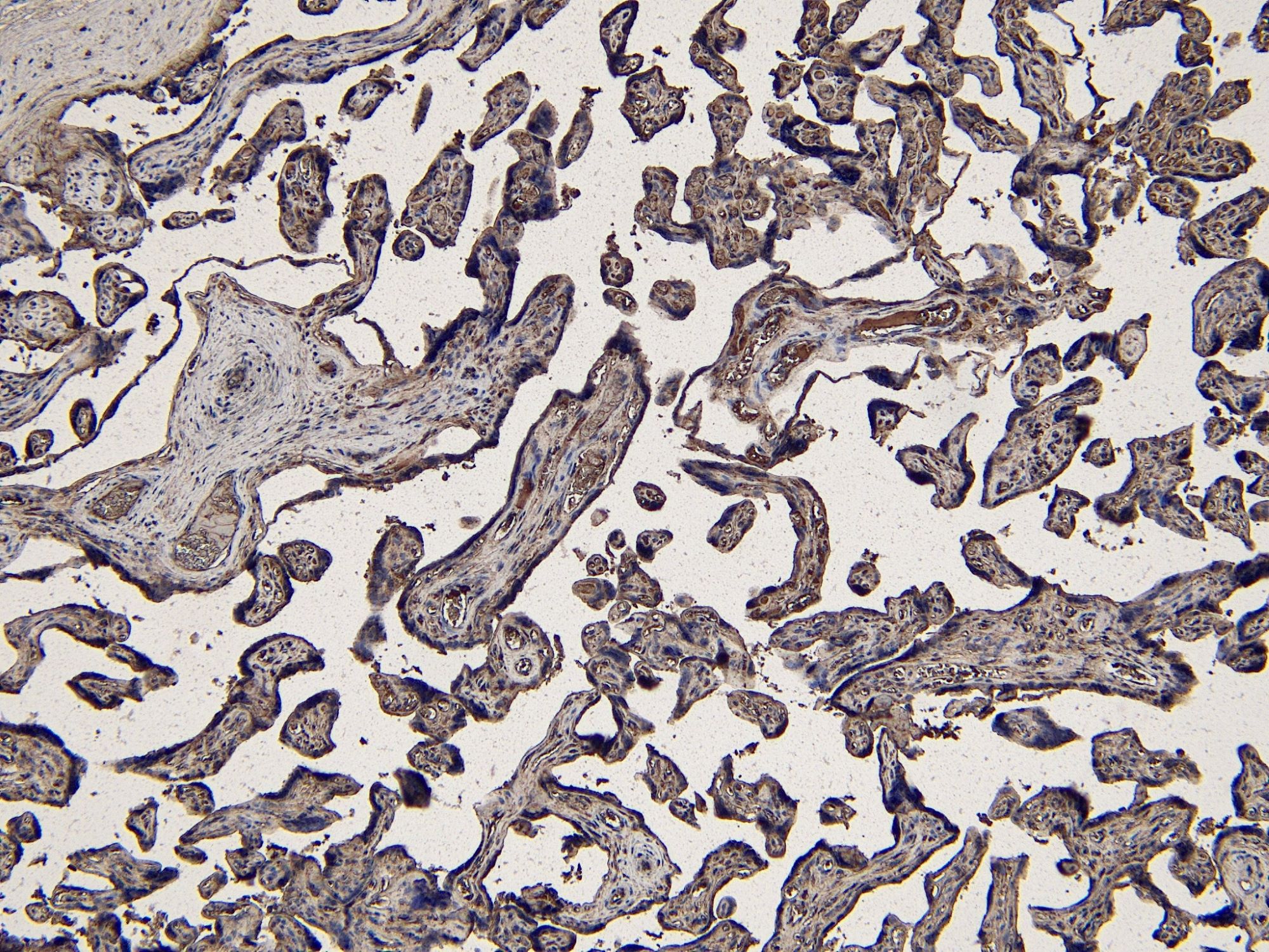 Immunohistochemistry (Formalin/PFA-fixed paraffin-embedded sections) - Anti-Indoleamine 2, 3-dioxygenase antibody (AB134197), expandable thumbnail