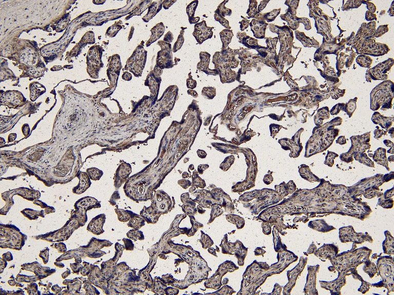 Immunohistochemistry (Formalin/PFA-fixed paraffin-embedded sections) - Anti-Indoleamine 2, 3-dioxygenase antibody (AB134197)