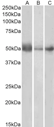 Western blot - Anti-Indoleamine 2, 3-dioxygenase antibody (AB134197)