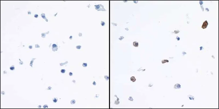 Immunocytochemistry - Anti-Indoleamine 2, 3-dioxygenase antibody [BLR031F] (AB243888)