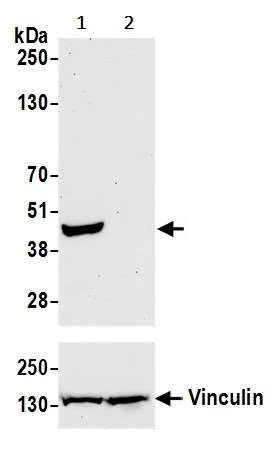 Western blot - Anti-Indoleamine 2, 3-dioxygenase antibody [BLR040F] (AB243896)