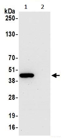 Immunoprecipitation - Anti-Indoleamine 2, 3-dioxygenase antibody [BLR040F] - BSA free (AB272090), expandable thumbnail
