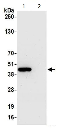 Immunoprecipitation - Anti-Indoleamine 2, 3-dioxygenase antibody [BLR040F] - BSA free (AB272090)