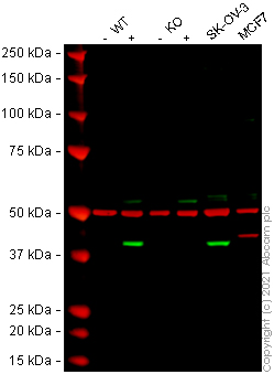 Western blot - Anti-Indoleamine 2, 3-dioxygenase antibody [EPR1230Y] - BSA and Azide free (AB271859)
