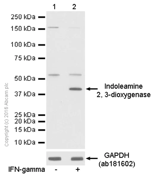 Western blot - Anti-Indoleamine 2, 3-dioxygenase antibody [EPR1230Y] - BSA and Azide free (AB271859)