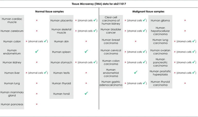 Immunohistochemistry (Formalin/PFA-fixed paraffin-embedded sections) - Anti-Indoleamine 2, 3-dioxygenase antibody [EPR20374] (AB211017)