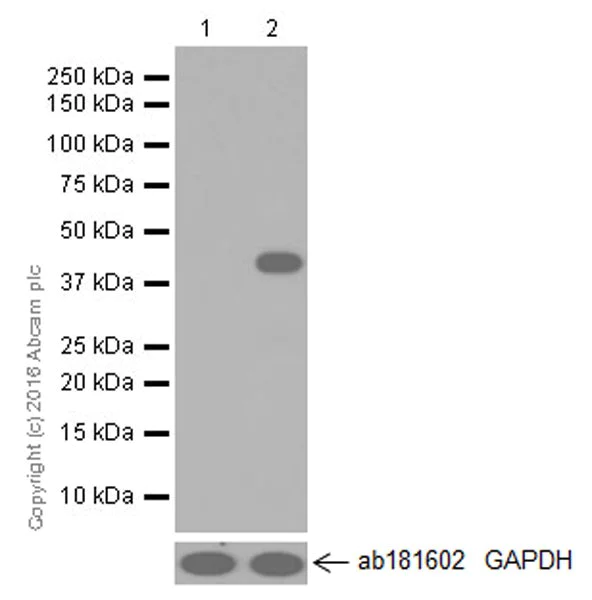 Western blot - Anti-Indoleamine 2, 3-dioxygenase antibody [EPR20374] (AB211017)