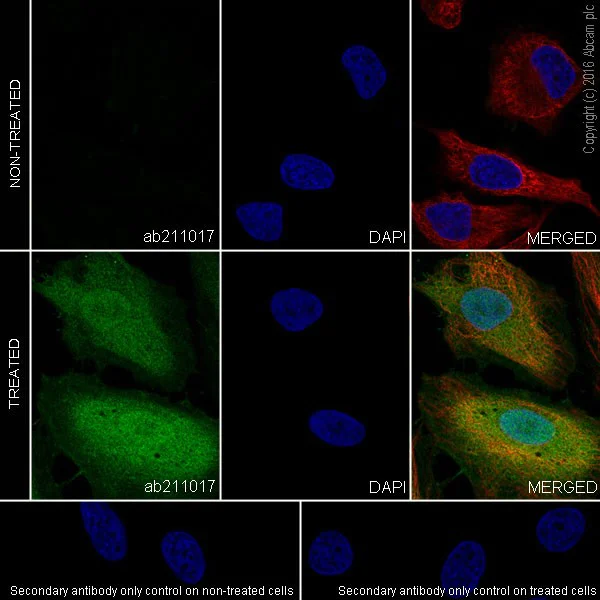 Immunocytochemistry/ Immunofluorescence - Anti-Indoleamine 2, 3-dioxygenase antibody [EPR20374] - BSA and Azide free (AB271990)