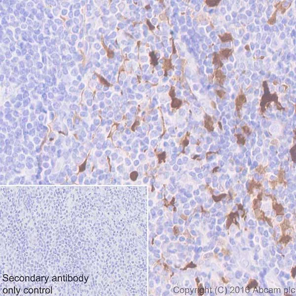 Immunohistochemistry (Formalin/PFA-fixed paraffin-embedded sections) - Anti-Indoleamine 2, 3-dioxygenase antibody [EPR20374] - BSA and Azide free (AB271990)