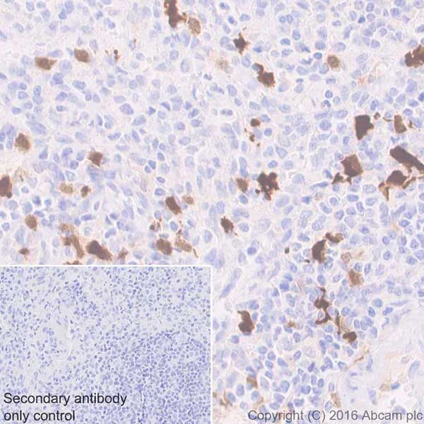 Immunohistochemistry (Formalin/PFA-fixed paraffin-embedded sections) - Anti-Indoleamine 2, 3-dioxygenase antibody [EPR20374] - BSA and Azide free (AB271990)