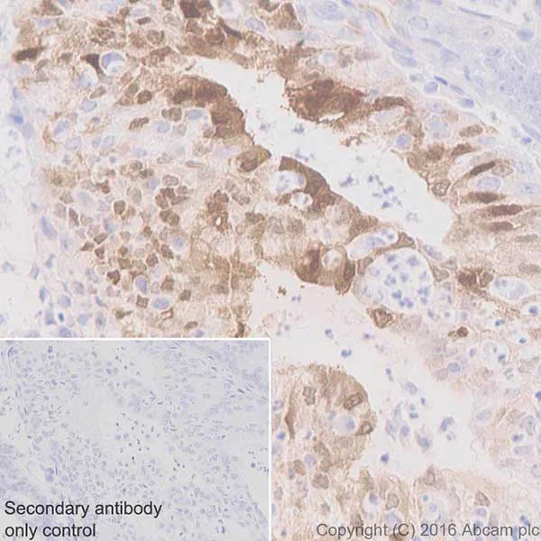 Immunohistochemistry (Formalin/PFA-fixed paraffin-embedded sections) - Anti-Indoleamine 2, 3-dioxygenase antibody [EPR20374] - BSA and Azide free (AB271990)