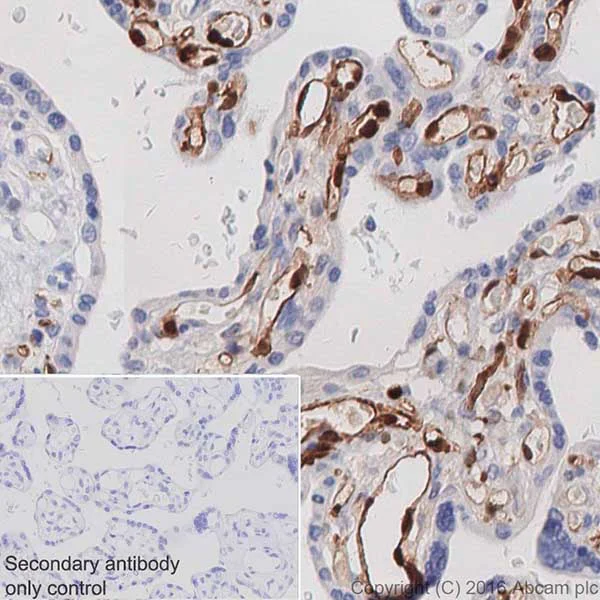 Immunohistochemistry (Formalin/PFA-fixed paraffin-embedded sections) - Anti-Indoleamine 2, 3-dioxygenase antibody [EPR20374] - BSA and Azide free (AB271990)