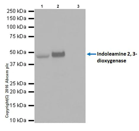 Immunoprecipitation - Anti-Indoleamine 2, 3-dioxygenase antibody [EPR20374] - BSA and Azide free (AB271990)