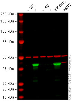 Western blot - Anti-Indoleamine 2, 3-dioxygenase antibody [EPR20374] - BSA and Azide free (Capture) (AB252586), expandable thumbnail