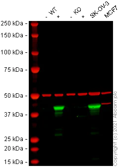 Western blot - Anti-Indoleamine 2, 3-dioxygenase antibody [EPR20374] - BSA and Azide free (Capture) (AB252586)
