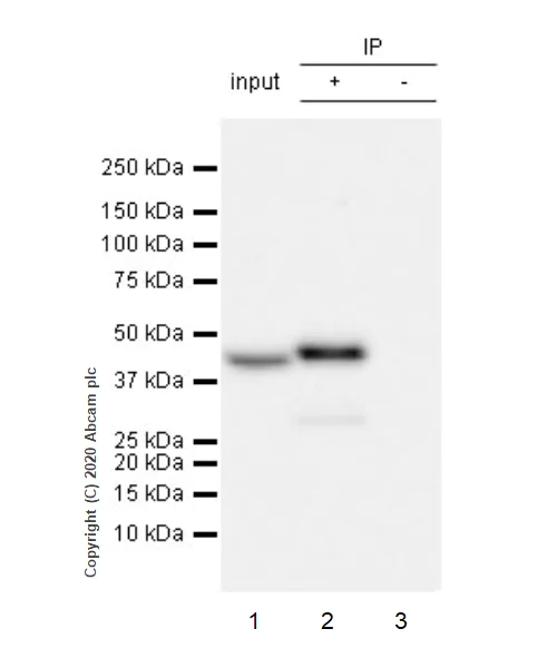 Immunoprecipitation - Anti-Indoleamine 2, 3-dioxygenase antibody [EPR24032-22] - BSA and Azide free (AB277531)