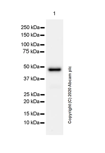 Western blot - Anti-Indoleamine 2, 3-dioxygenase antibody [EPR24032-22] - BSA and Azide free (AB277531)