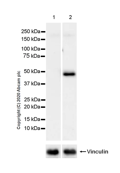 Western blot - Anti-Indoleamine 2, 3-dioxygenase antibody [EPR24032-22] - BSA and Azide free (AB277531)