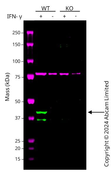 Western blot - Anti-Indoleamine 2, 3-dioxygenase antibody [EPR24032-22] - BSA and Azide free (AB277531)
